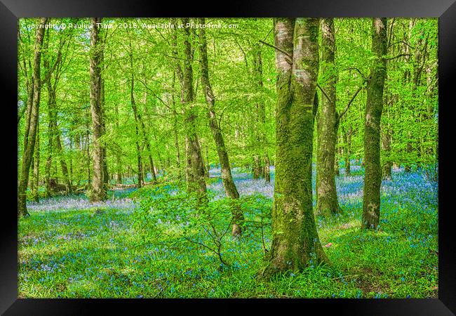 Bluebell Wood near Carrick on Shannon , Ireland Framed Print by Pauline Tims