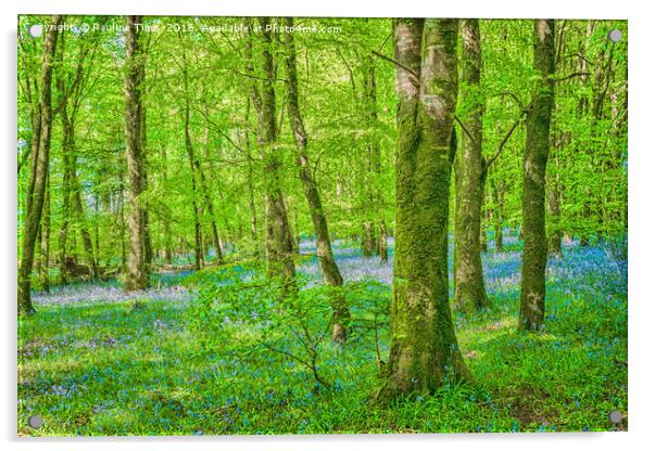 Bluebell Wood near Carrick on Shannon , Ireland Acrylic by Pauline Tims