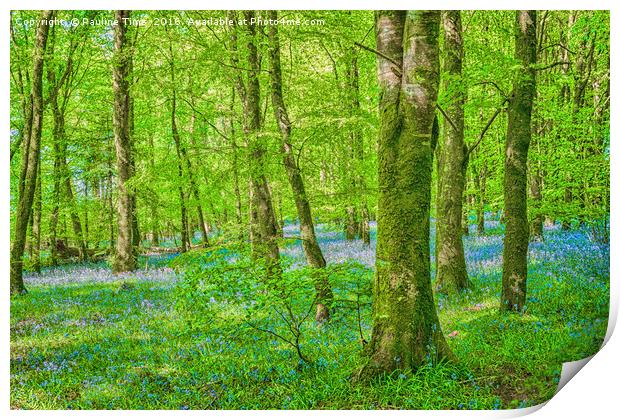Bluebell Wood near Carrick on Shannon , Ireland Print by Pauline Tims