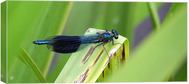 Damselfly - Azure/blacked winged Canvas Print by Donna Collett