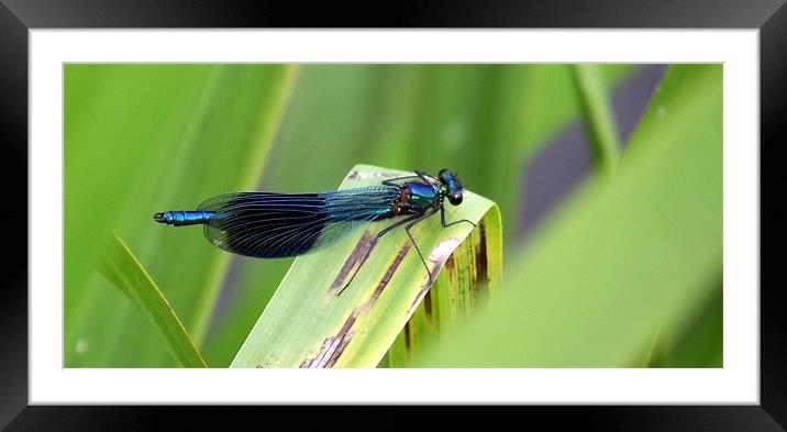 Damselfly - Azure/blacked winged Framed Mounted Print by Donna Collett