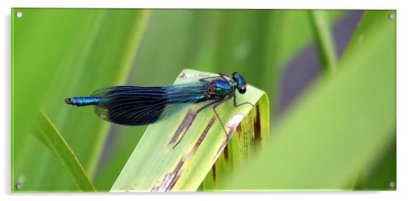 Damselfly - Azure/blacked winged Acrylic by Donna Collett