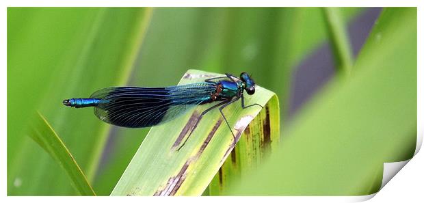 Damselfly - Azure/blacked winged Print by Donna Collett