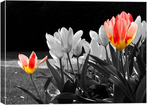 Tulips in Spring Canvas Print by Lucy Antony