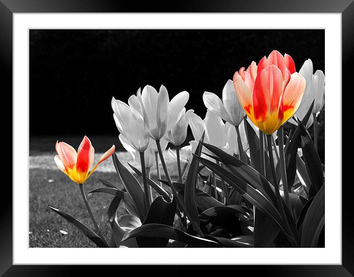 Tulips in Spring Framed Mounted Print by Lucy Antony