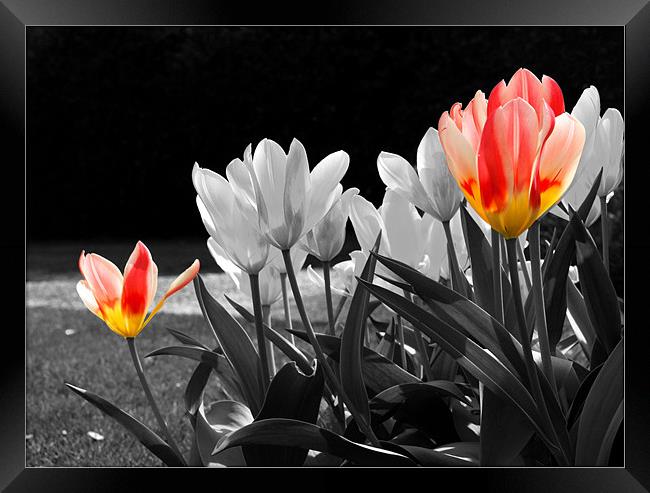 Tulips in Spring Framed Print by Lucy Antony