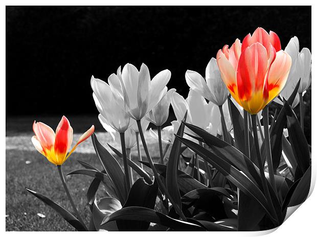 Tulips in Spring Print by Lucy Antony