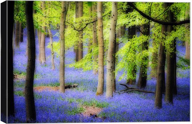 Ashridge Bluebell Woods Canvas Print by graham young