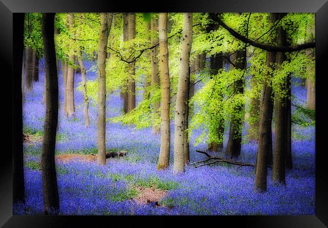 Ashridge Bluebell Woods Framed Print by graham young