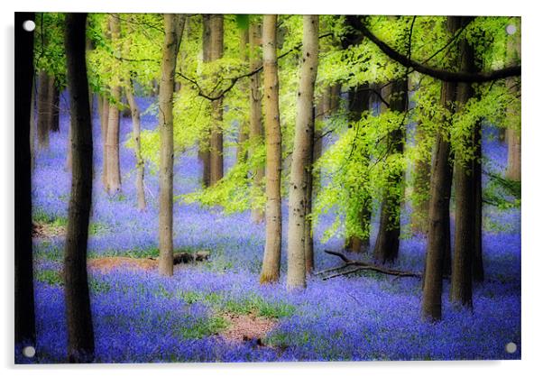 Ashridge Bluebell Woods Acrylic by graham young