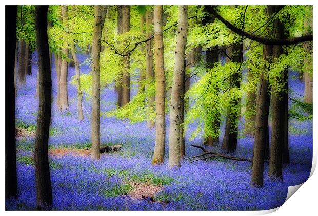 Ashridge Bluebell Woods Print by graham young
