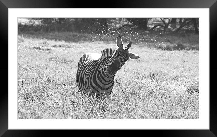 Zebra Black and White Framed Mounted Print by Beth Powell
