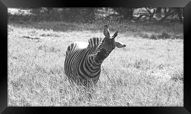 Zebra Black and White Framed Print by Beth Powell