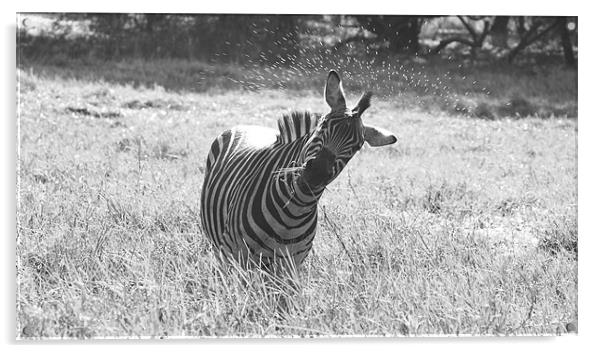 Zebra Black and White Acrylic by Beth Powell
