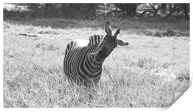Zebra Black and White Print by Beth Powell