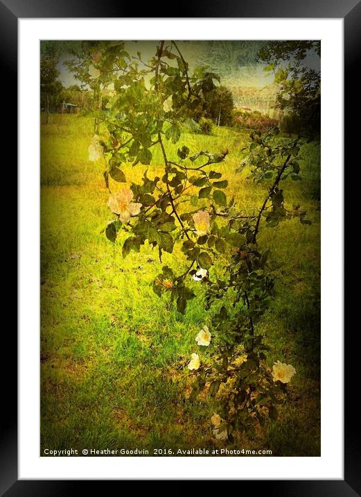 Briar Rose. Framed Mounted Print by Heather Goodwin