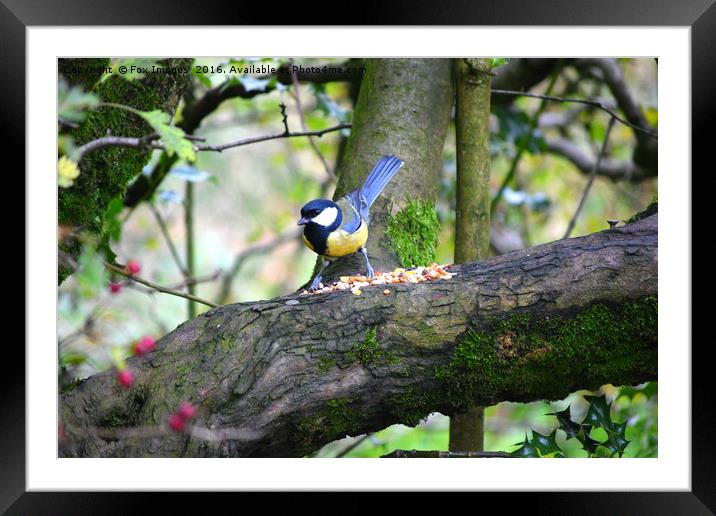 Great tit Framed Mounted Print by Derrick Fox Lomax
