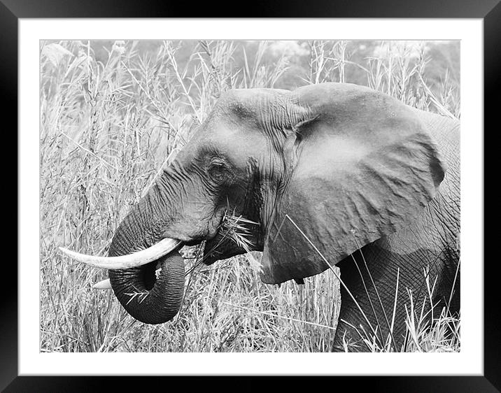 African Elephant eating Framed Mounted Print by Beth Powell