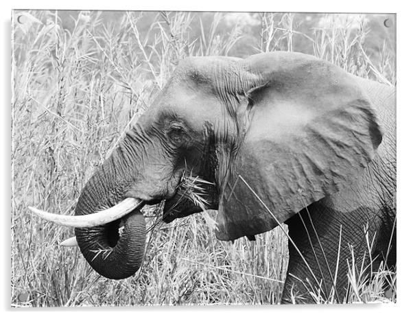 African Elephant eating Acrylic by Beth Powell