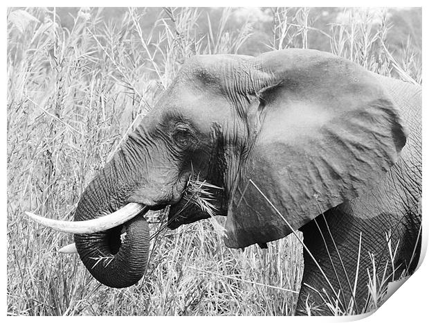 African Elephant eating Print by Beth Powell