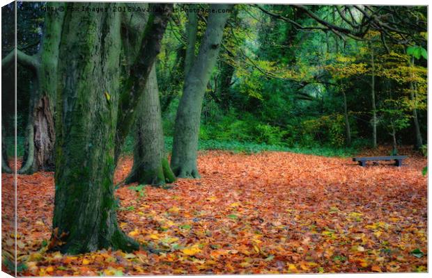 autumn woods Canvas Print by Derrick Fox Lomax