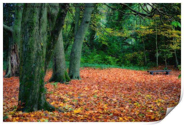 autumn woods Print by Derrick Fox Lomax