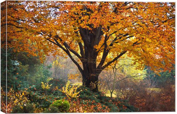 Autumn Glory of Beech Tree Canvas Print by Jenny Rainbow