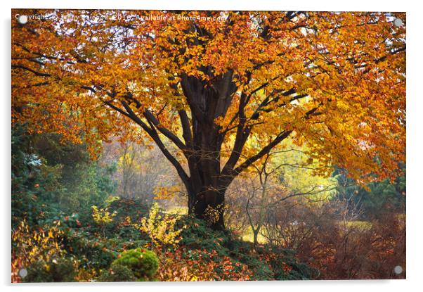 Autumn Glory of Beech Tree Acrylic by Jenny Rainbow