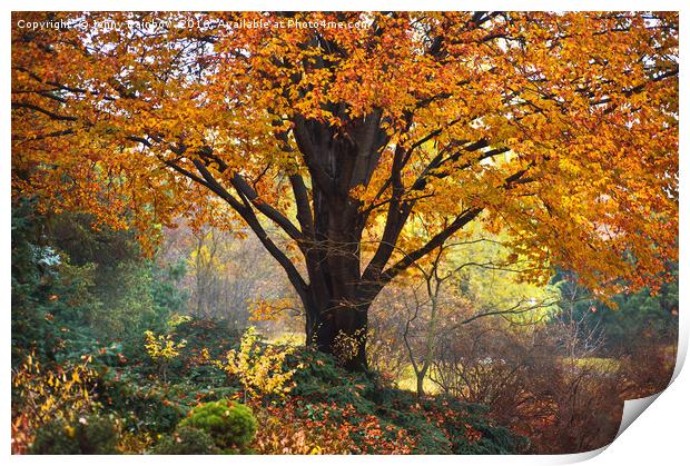 Autumn Glory of Beech Tree Print by Jenny Rainbow