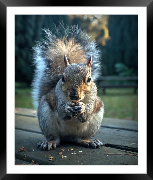 Feeding The Squirrel Framed Mounted Print by Jon Fixter