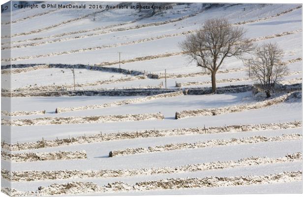 Snow and Stone Walls, Yorkshire Dales Canvas Print by Phil MacDonald