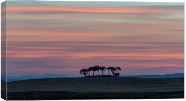 Gollanfield Copse Sunset Canvas Print by Scott K Marshall