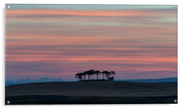 Gollanfield Copse Sunset Acrylic by Scott K Marshall