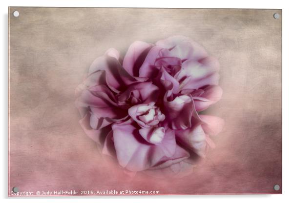 Softly Pink Acrylic by Judy Hall-Folde