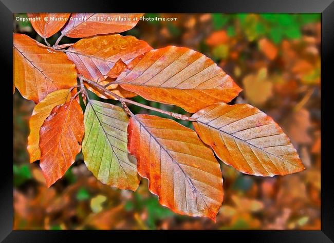 Autumn Beech Leaves Framed Print by Martyn Arnold