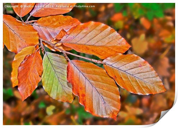 Autumn Beech Leaves Print by Martyn Arnold