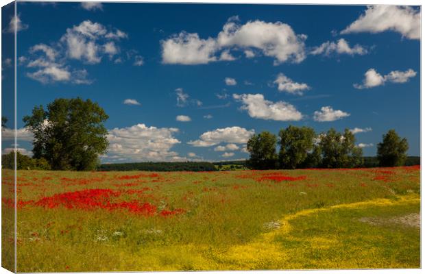 Poppy field Canvas Print by Thomas Schaeffer