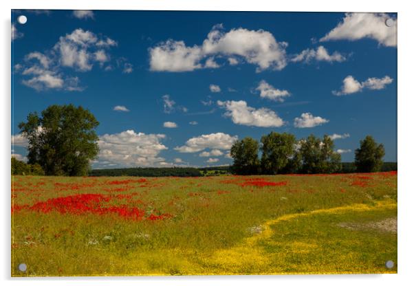 Poppy field Acrylic by Thomas Schaeffer
