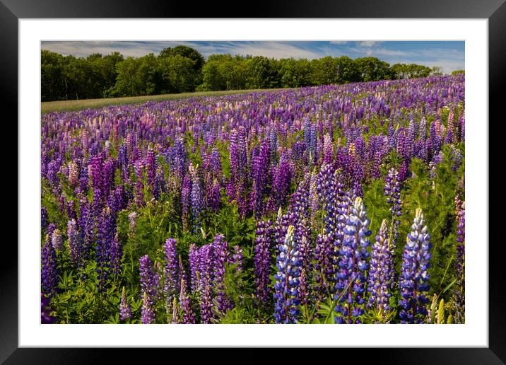 Lupines Framed Mounted Print by Thomas Schaeffer