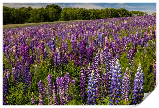Lupines Print by Thomas Schaeffer