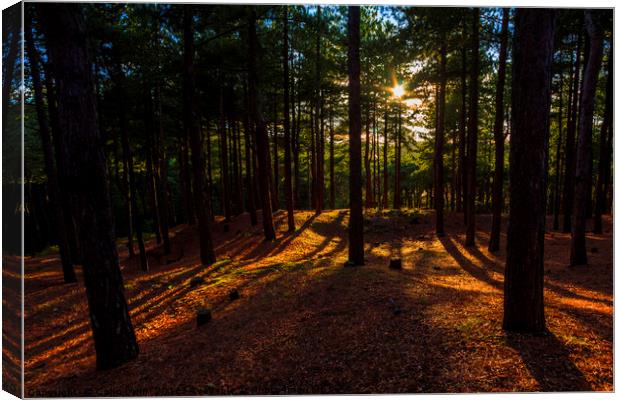 Formby Pinewoods Canvas Print by Colin irwin