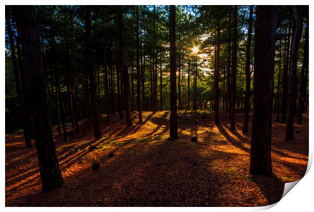 Formby Pinewoods Print by Colin irwin