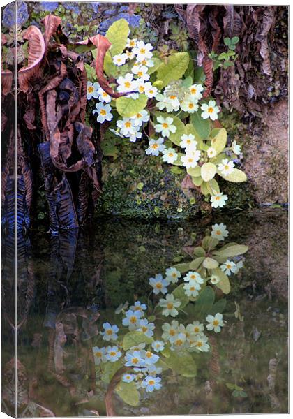 Flowers Reflected Canvas Print by Lucy Antony