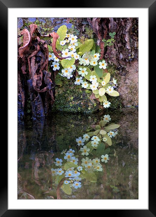 Flowers Reflected Framed Mounted Print by Lucy Antony