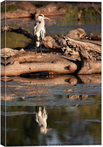 Grey Heron reflecting in a dam Canvas Print by Richard West