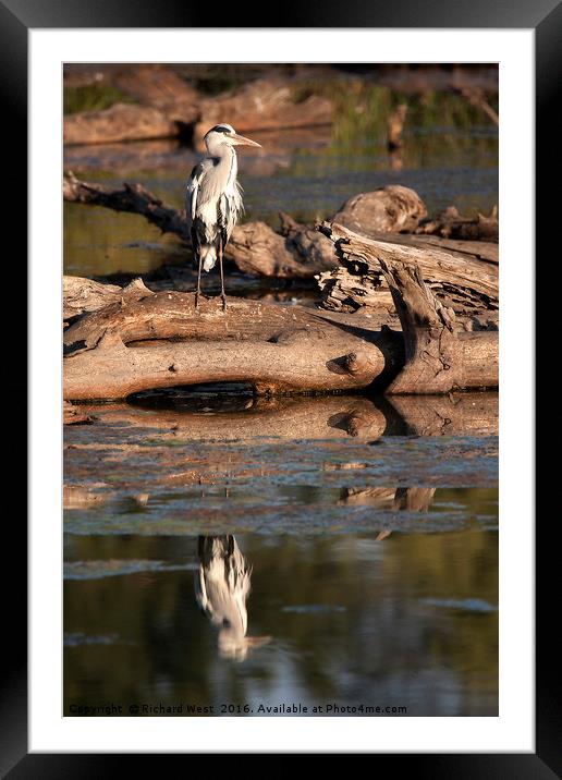 Grey Heron reflecting in a dam Framed Mounted Print by Richard West