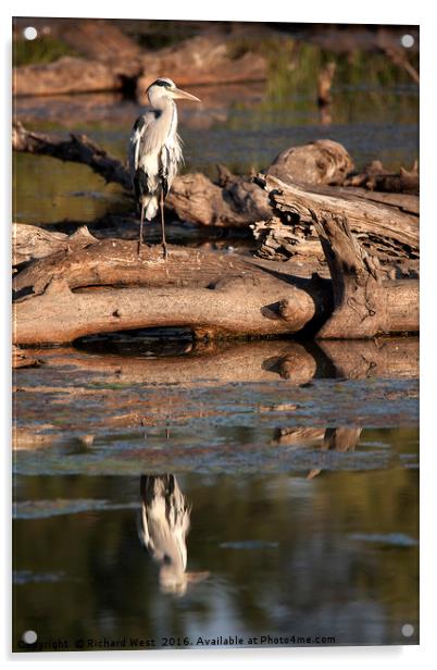 Grey Heron reflecting in a dam Acrylic by Richard West