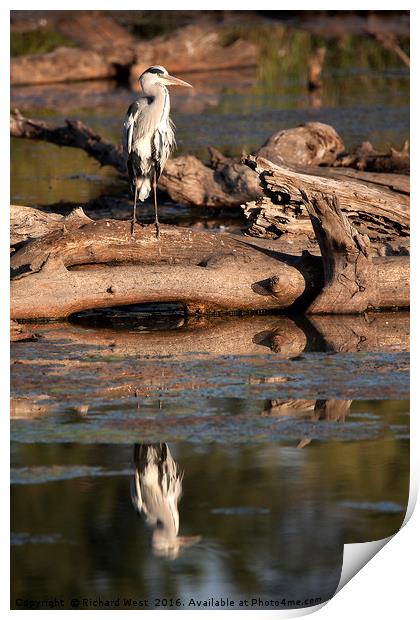 Grey Heron reflecting in a dam Print by Richard West