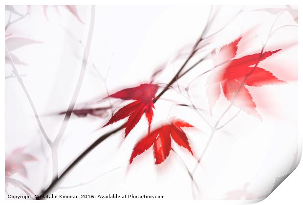 Red Maple Leaves Abstract 1 Print by Natalie Kinnear