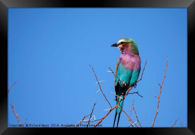 Lilac Breasted Roller Framed Print by Richard West